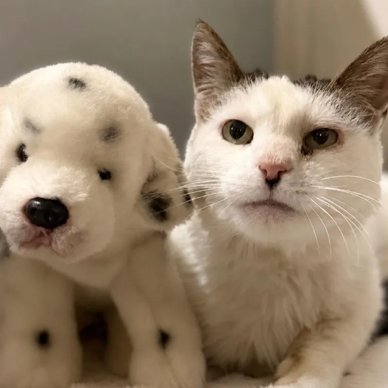 A senior small-sized female White Turkish Van cat named Patches for adoption in Bountiful, UT