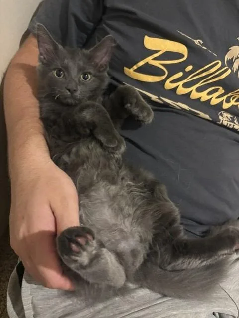 Willow