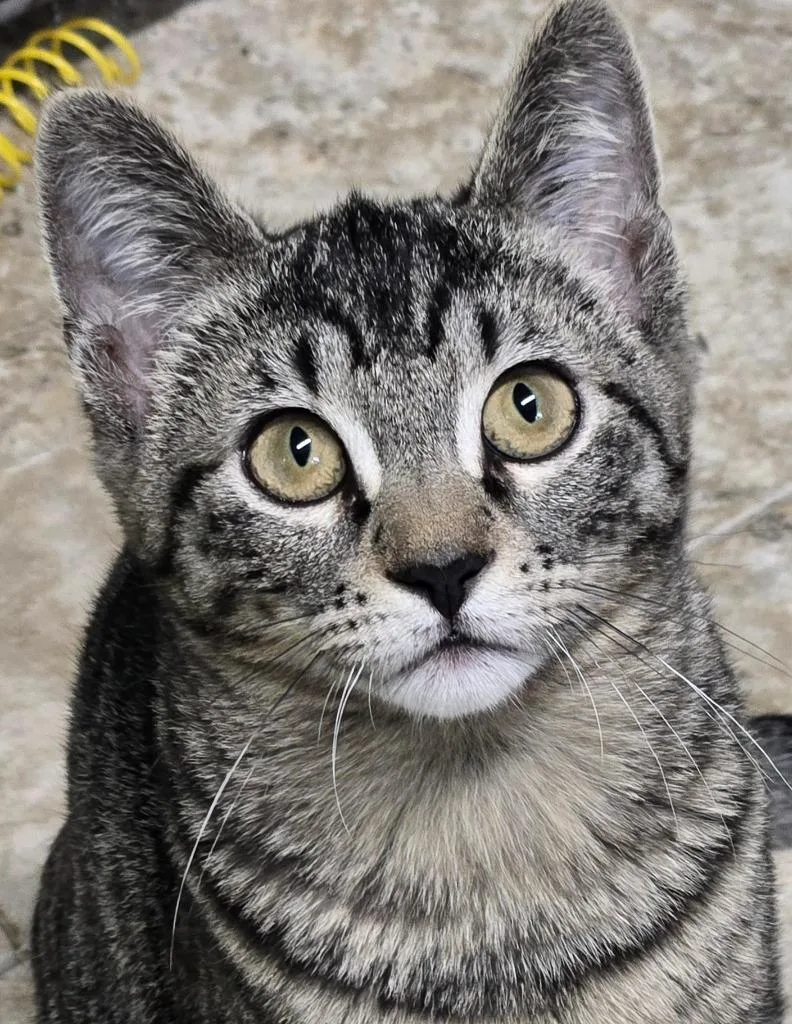 A baby medium-sized female Domestic Short Hair cat named Sadie Sebastin for adoption in Shelton, WA