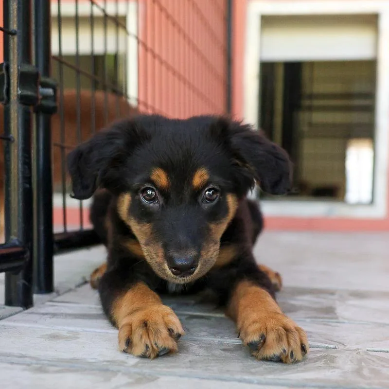 A baby medium-sized male Black Australian Shepherd dog named Toddy for adoption in Bradenton, FL