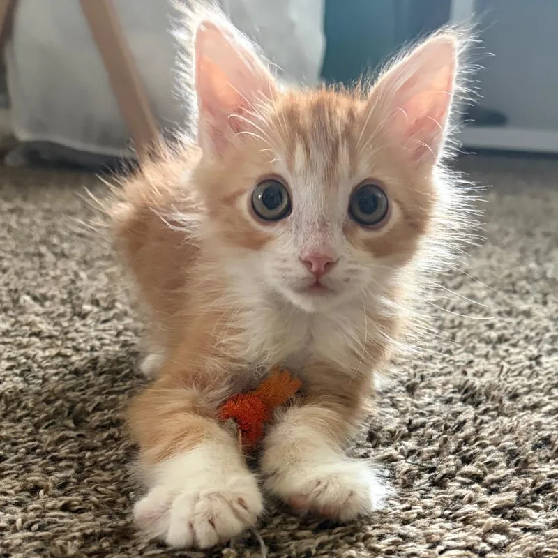 A baby small-sized male Orange / Red Domestic Long Hair cat named Jim for adoption in Las Vegas, NV