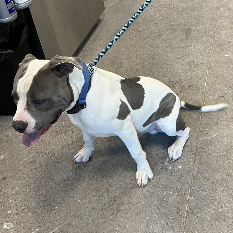 A young large-sized male Mixed Breed dog named 112357 for adoption in Las Cruces, NM