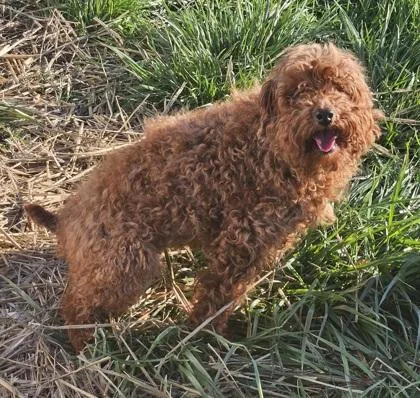 An adult small-sized female Poodle dog named Emerald for adoption in Kinzers , PA