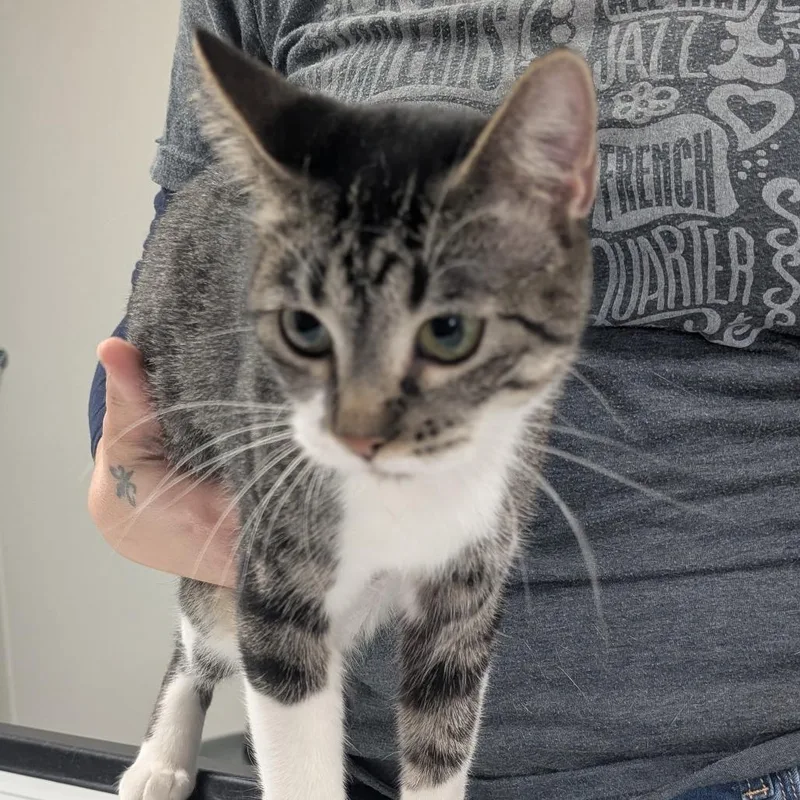 An adult medium-sized female Gray / Blue / Silver Domestic Short Hair cat named Storm for adoption in Canton, IL
