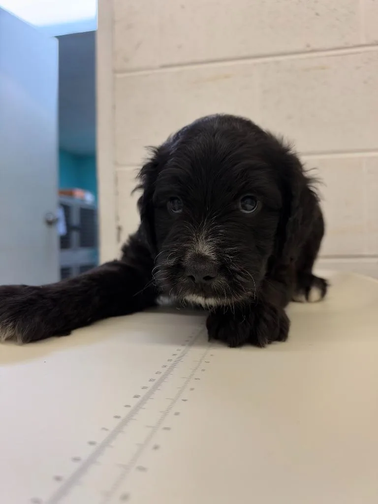 A baby large-sized male Labrador Retriever dog named Michael Myers for adoption in Chickamauga , GA