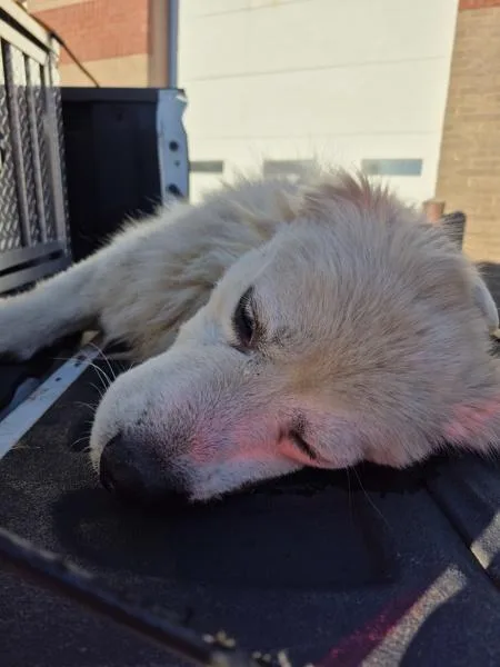 An adult large-sized male Great Pyrenees dog named Vcc for adoption in Lawrenceville, GA