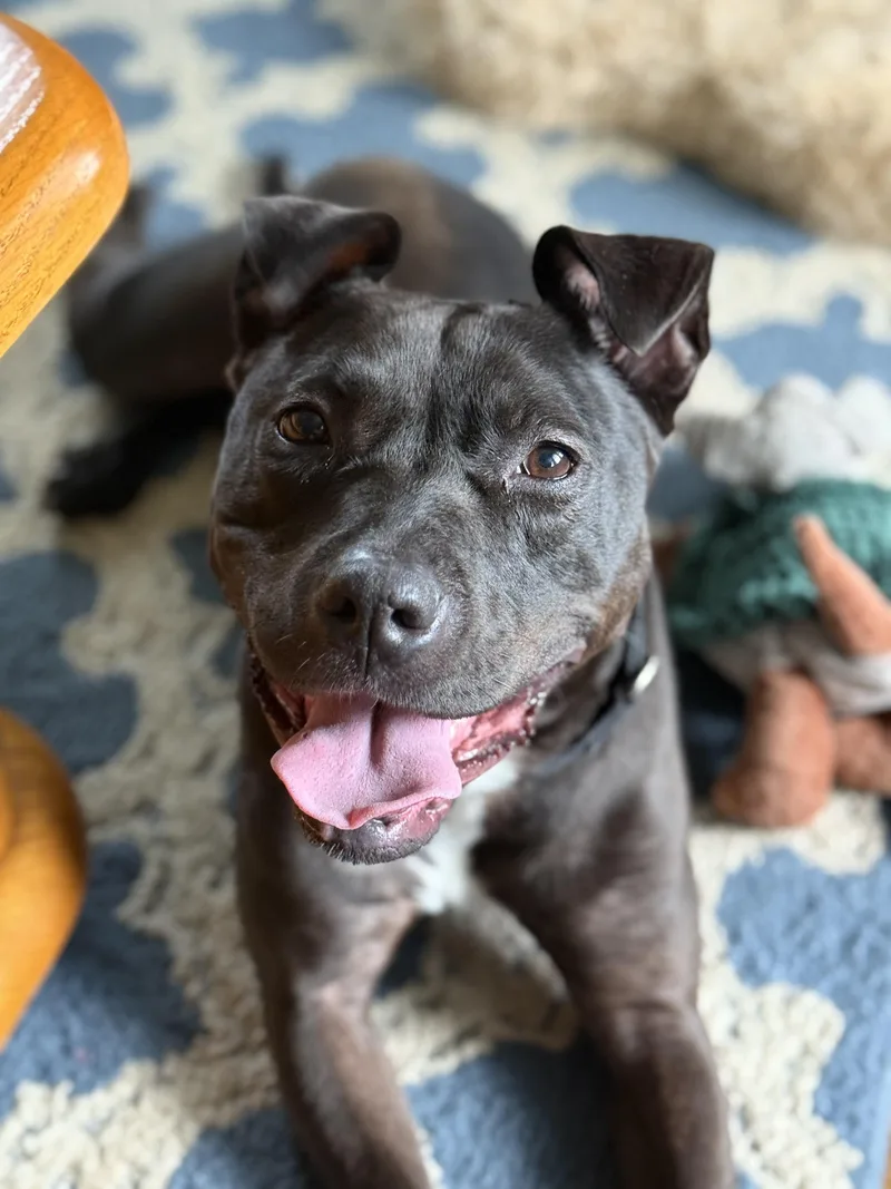 An adult medium-sized female Bicolor Staffordshire Bull Terrier dog named Marina for adoption in New York, NY