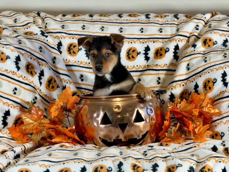 A baby large-sized female German Shepherd Dog dog named Kara for adoption in San Bernardino, CA
