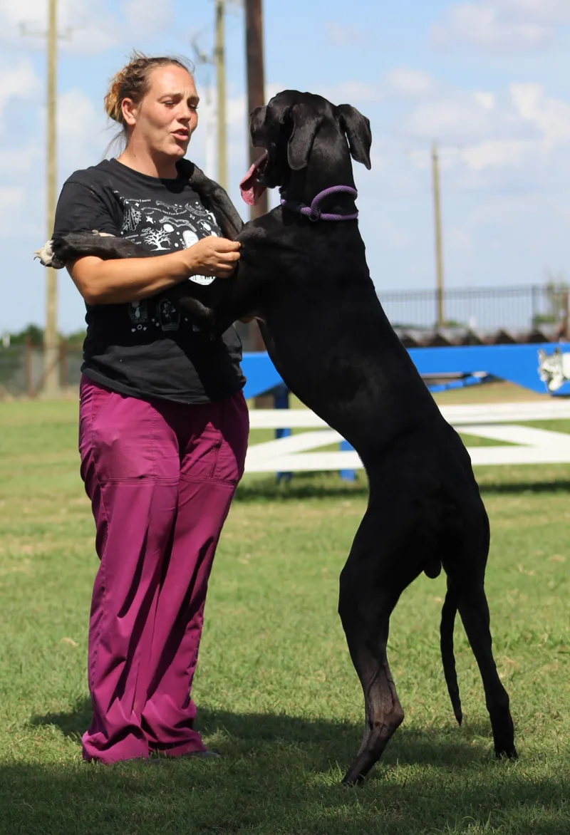 A young large-sized male Black Great Dane dog named Midnight for adoption in Temple, TX