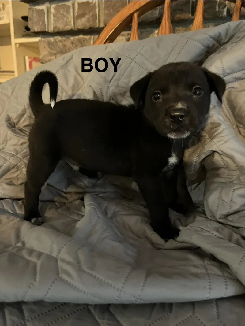Puppy