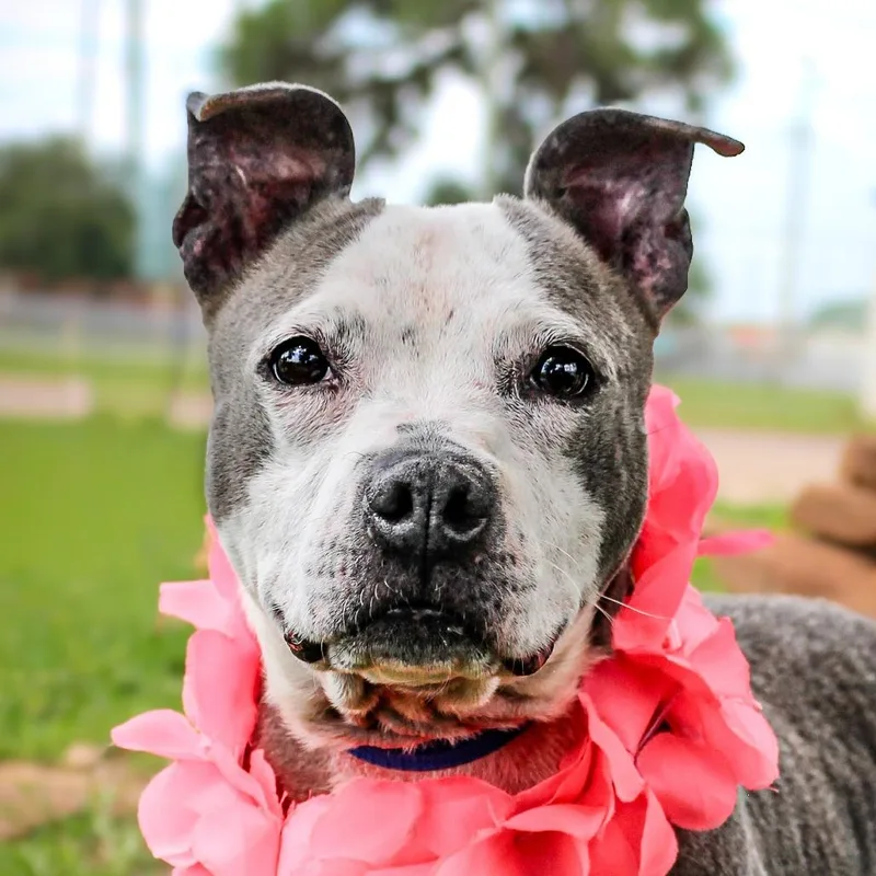 Rosie thumbnail 3