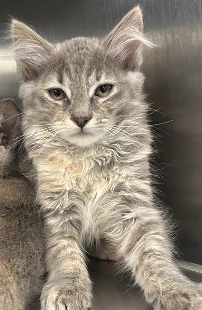 A baby small-sized female Domestic Medium Hair cat named Arwen for adoption in Santa Cruz, CA