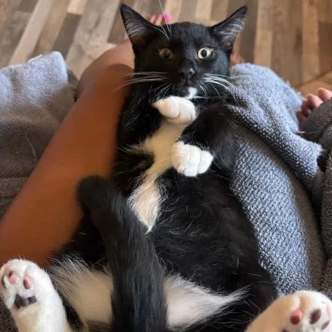 A young small-sized male Black Domestic Short Hair cat named Caviar for adoption in Los Angeles, CA