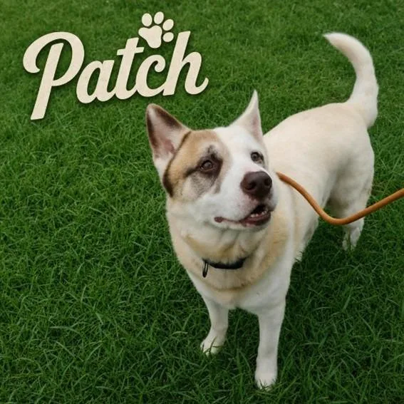 An adult large-sized male White / Cream Mixed Breed dog named Patch for adoption in Matteson, IL
