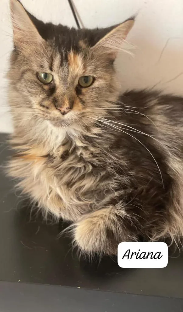 A young large-sized female Maine Coon cat named Ariana for adoption in San Jacinto, CA