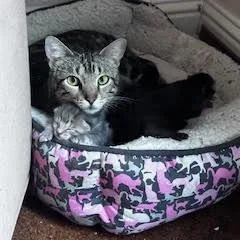 An adult medium-sized female Brown / Chocolate Domestic Short Hair cat named Carolina Chickadee for adoption in Austin, TX