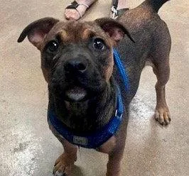 A baby medium-sized female American Staffordshire Terrier dog named Melon for adoption in Bloomfield, CT