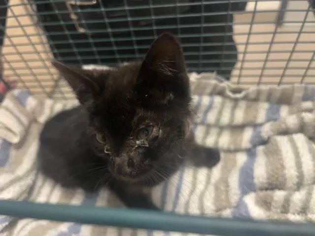 A baby small-sized male Domestic Short Hair cat named Taro for adoption in San Luis Obispo, CA