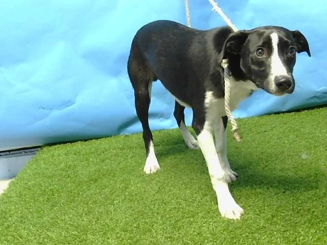 A young small-sized male Chihuahua dog named Tails for adoption in Gardena, CA