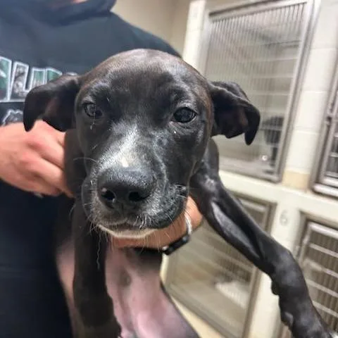 Plankton thumbnail 2