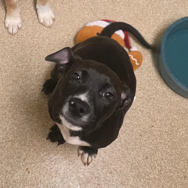 Plankton thumbnail 3