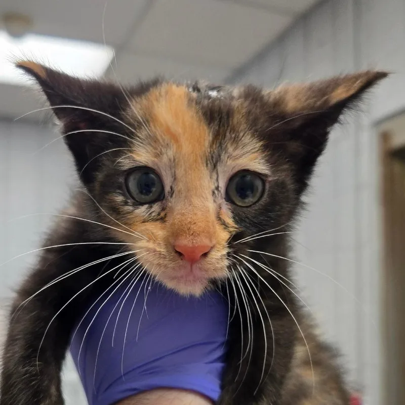 A baby small-sized female Domestic Short Hair cat named Baking Sheet for adoption in West Olive, MI