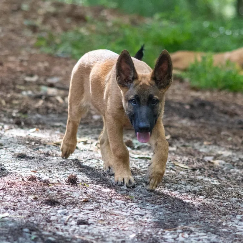 Opie thumbnail 3