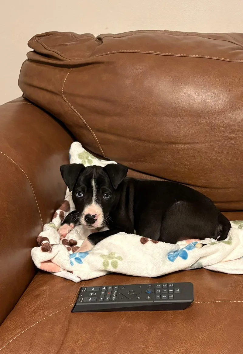 A baby medium-sized female Black Mouth Cur dog named Ivy for adoption in Berlin, NJ