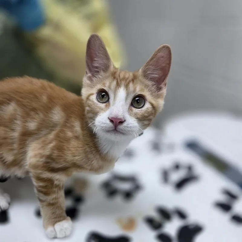 A baby small-sized male Orange / Red Domestic Short Hair cat named Taro for adoption in Incline Village, NV
