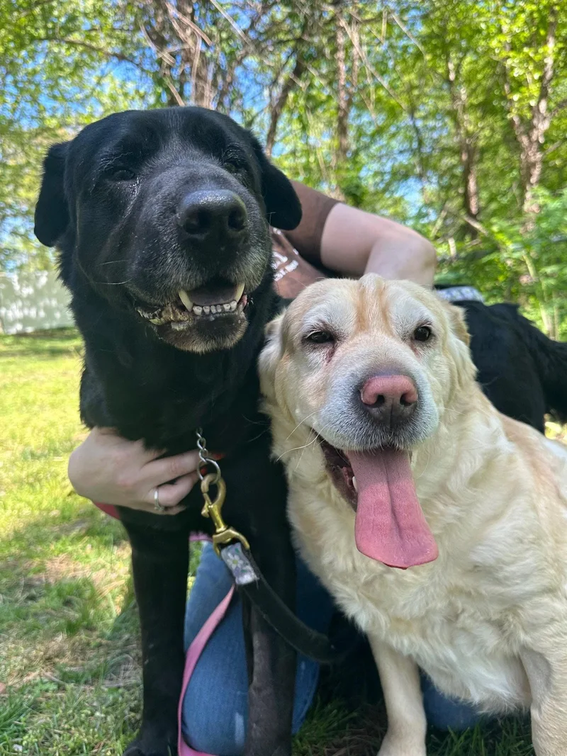 An adult large-sized male Labrador Retriever dog named Hunter Bonded Pair for adoption in Brick, NJ