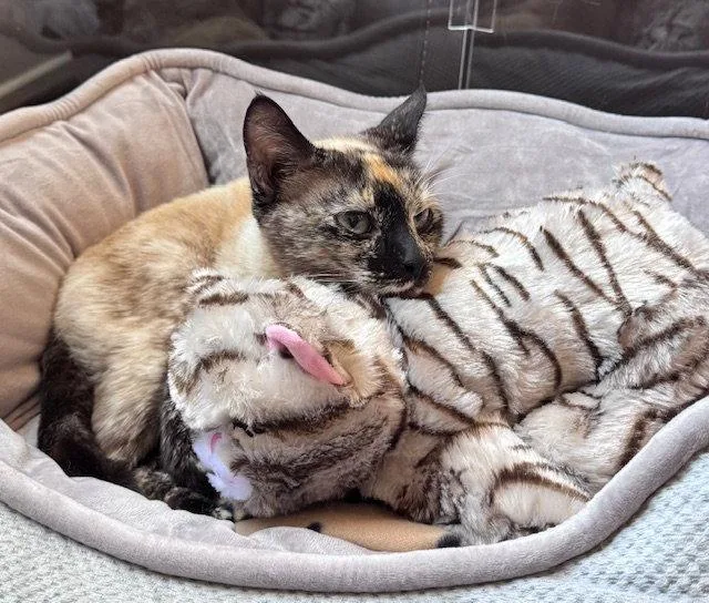 A young medium-sized female Siamese cat named Mishu for adoption in West Hills, CA