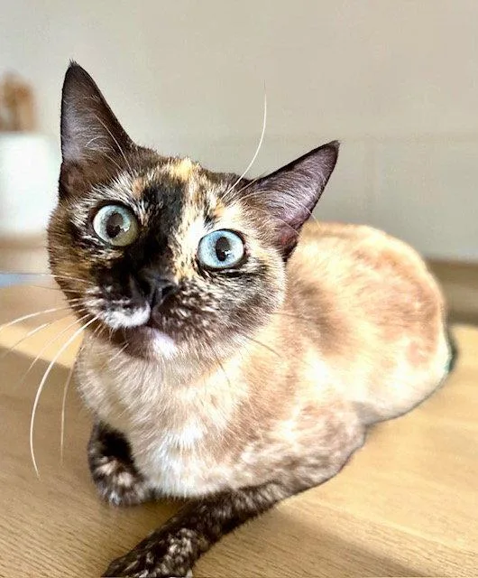 Mishu thumbnail 3