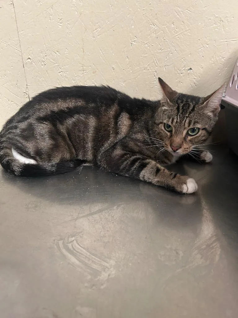 An adult large-sized male Domestic Medium Hair cat named Beefy for adoption in Shelbyville, TN