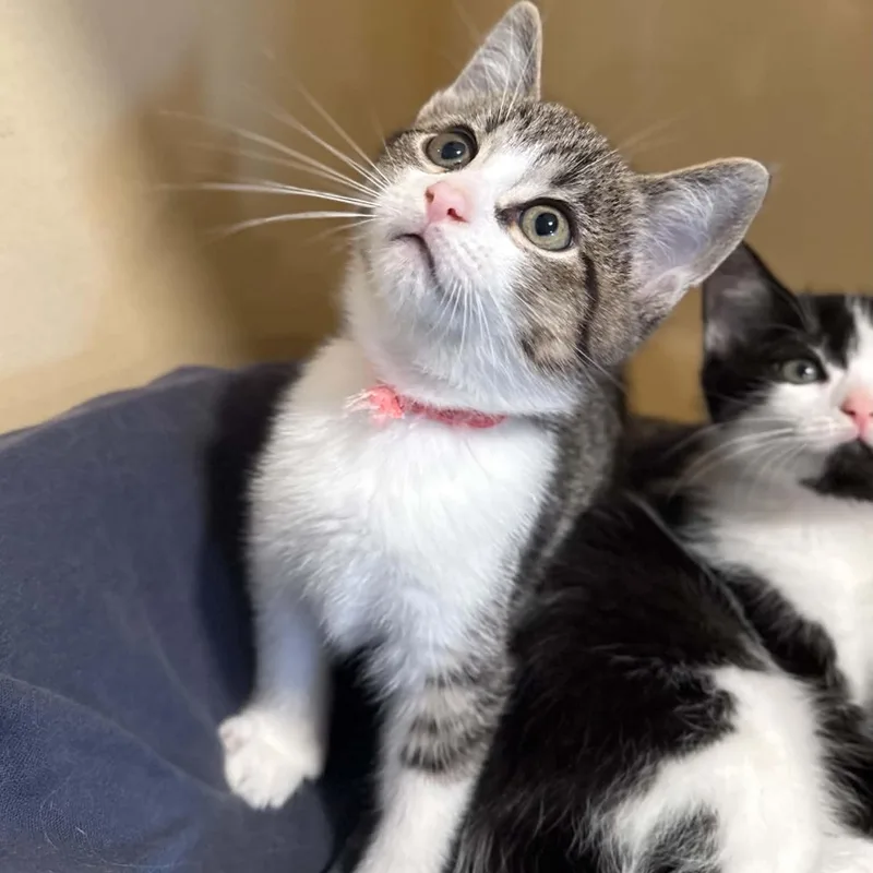 A baby medium-sized male Tabby (Brown / Chocolate) Domestic Short Hair cat named Runts for adoption in Penn Yan, NY