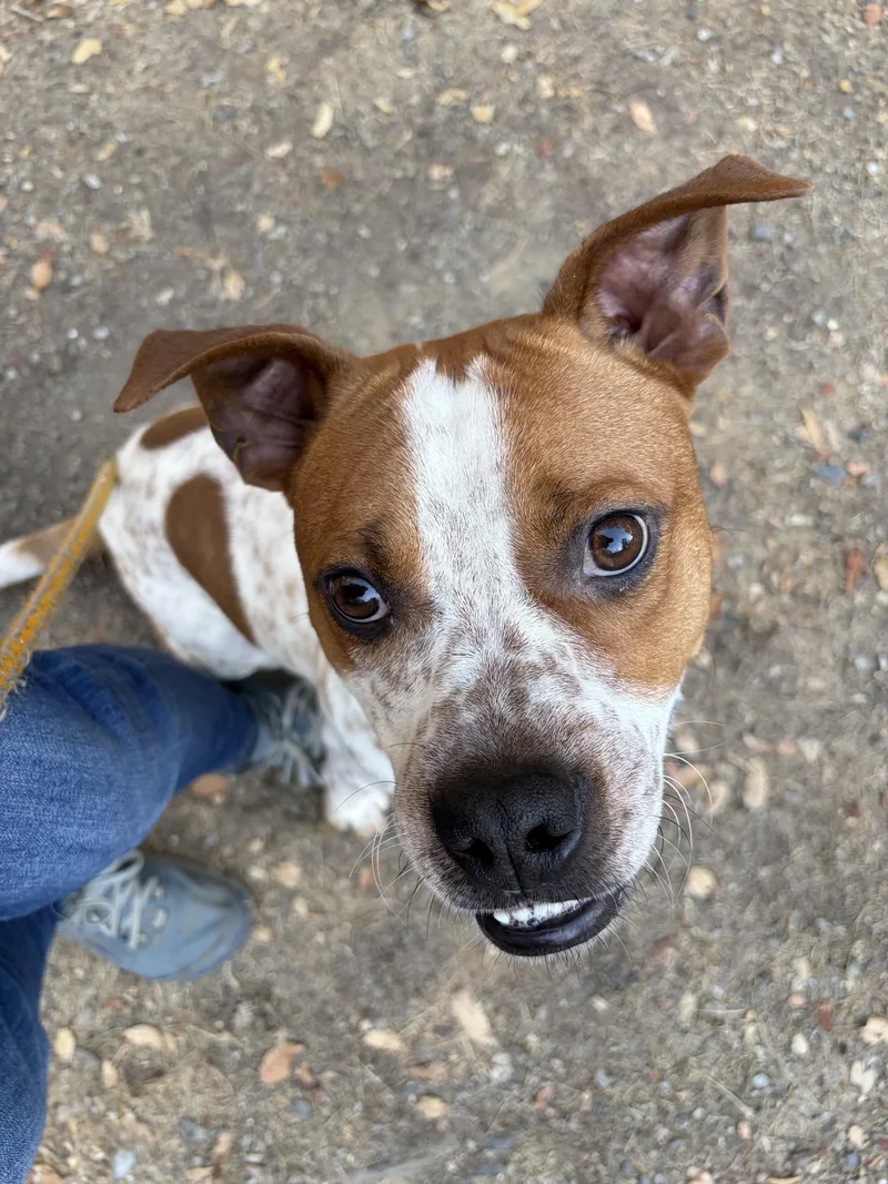 A young medium-sized male White / Cream Cattle Dog dog named Petree for adoption in Sonora, CA