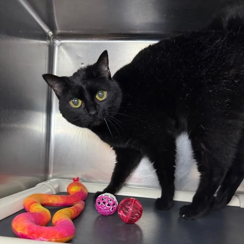 A senior medium-sized female Domestic Short Hair cat named Brittney for adoption in Roanoke, VA