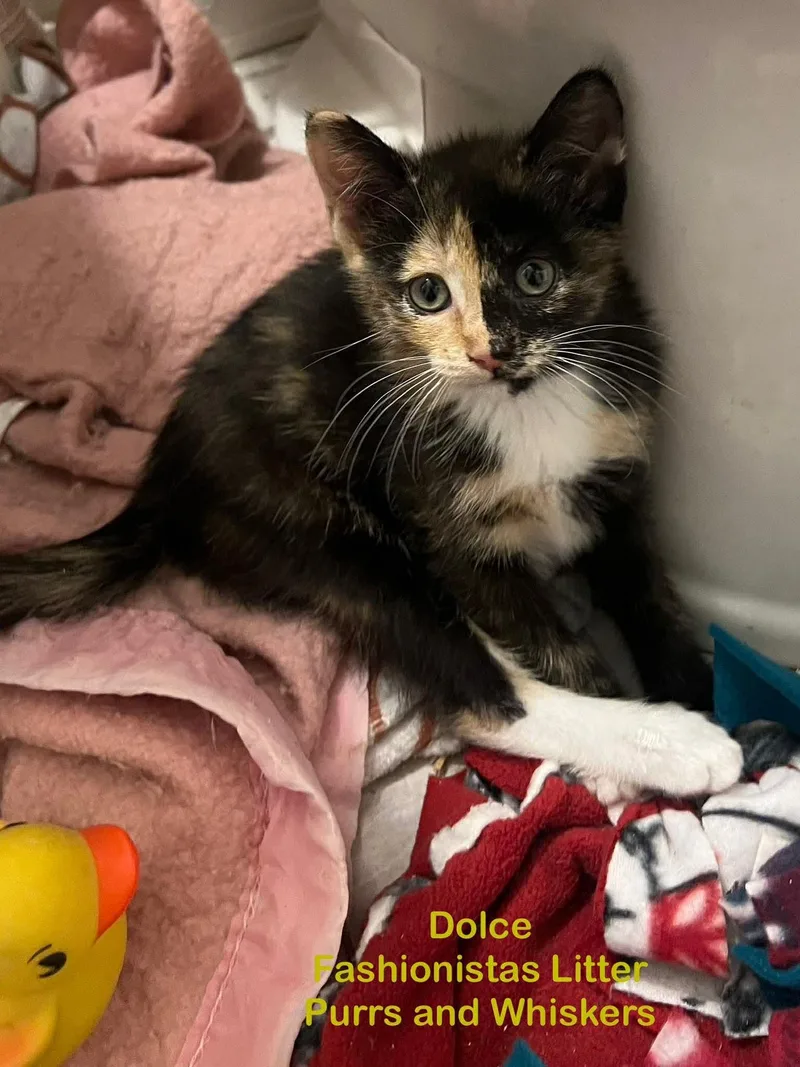 A baby medium-sized female Calico Domestic Short Hair cat named Dolce for adoption in New Hartford, NY