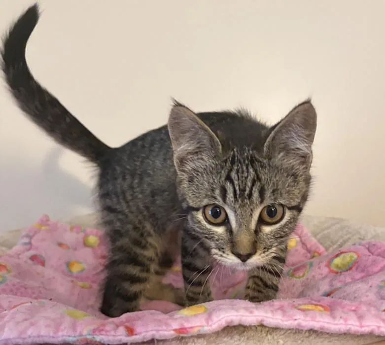 A baby medium-sized male Domestic Short Hair cat named Oly for adoption in Sequim, WA