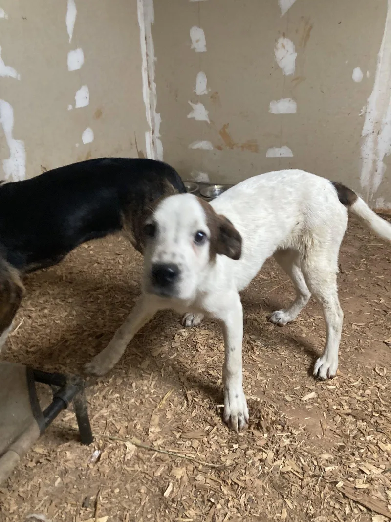 A young medium-sized male Hound dog named Bindi for adoption in Chatham, VA