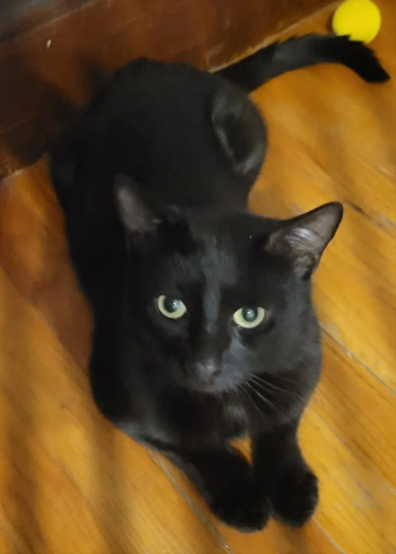 An adult medium-sized male Black Domestic Short Hair cat named Onyx for adoption in Roslindale, MA