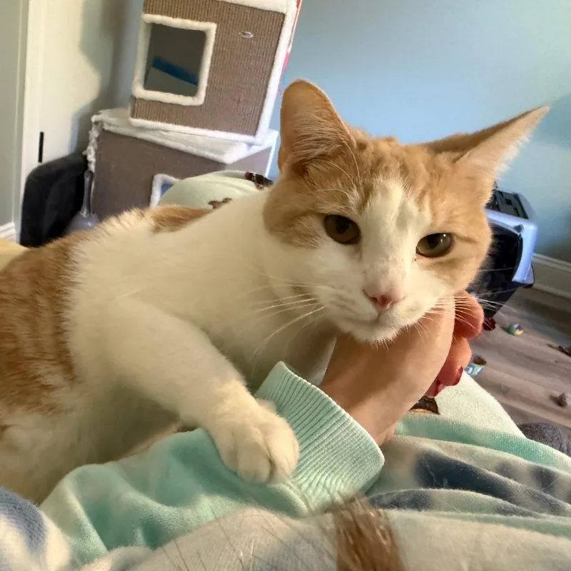 An adult large-sized male Orange / Red Domestic Short Hair cat named Wally for adoption in Novelty, OH