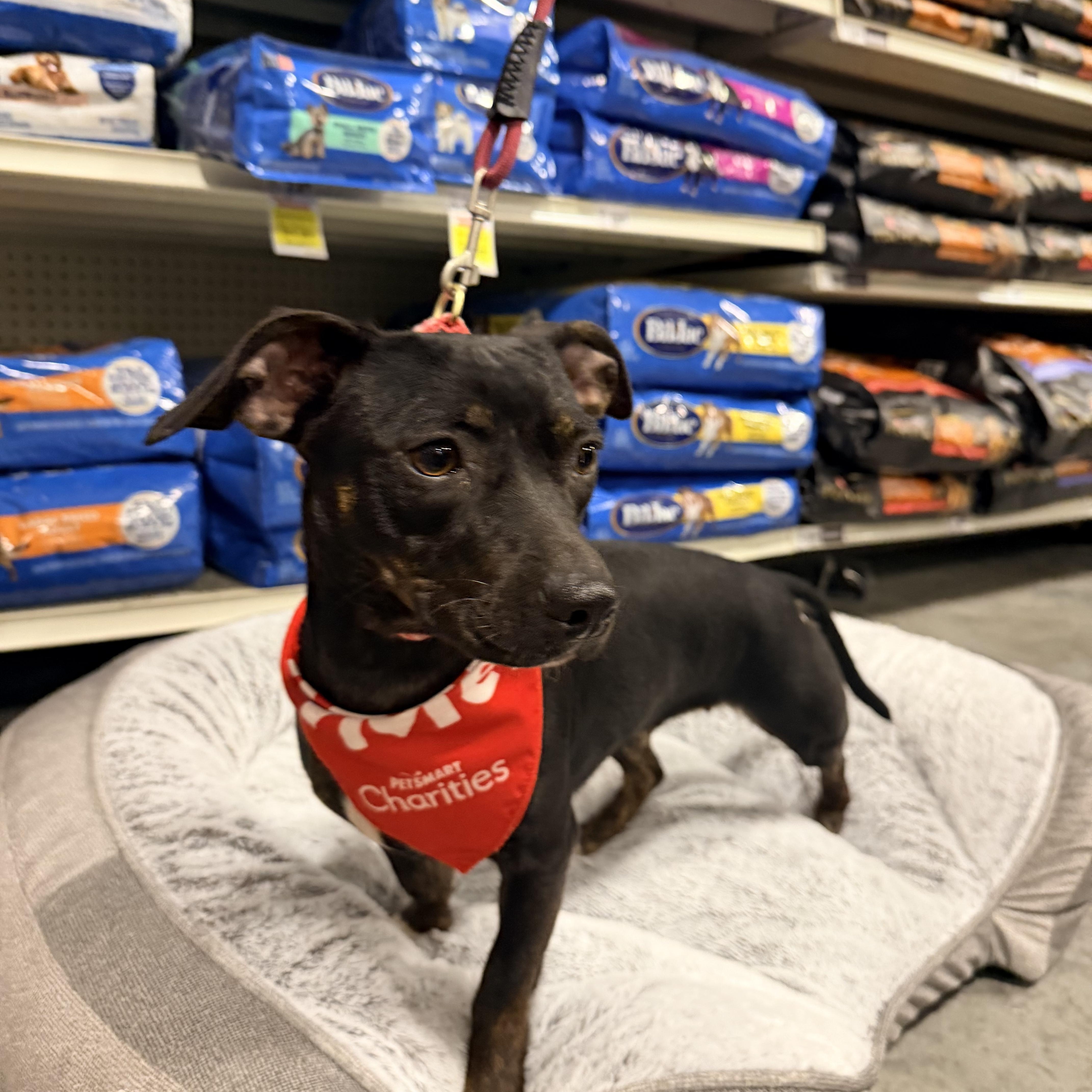 An adult small-sized female Black Chiweenie dog named Luna for adoption in Baker, LA