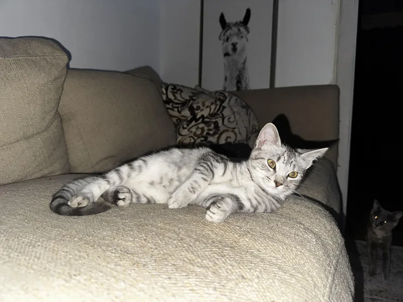A young small-sized female Tabby (Gray / Blue / Silver) Domestic Short Hair cat named Leah for adoption in Ripon, CA