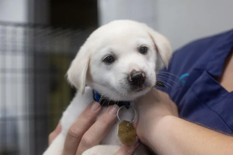 A baby small-sized male Labrador Retriever dog named Snowman for adoption in Mountain Home, AR