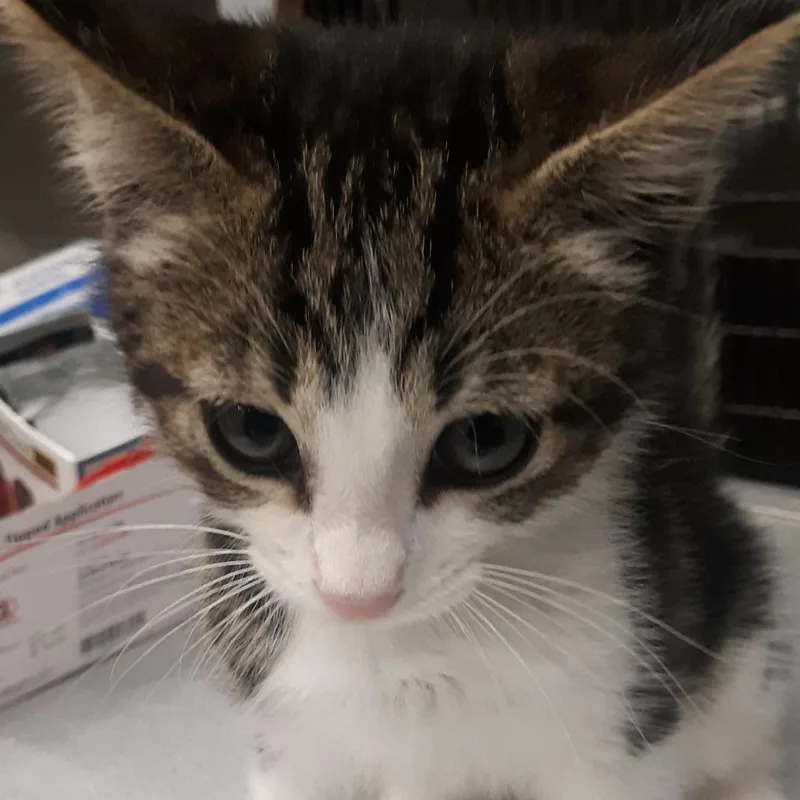 A baby small-sized male Brown / Chocolate Domestic Medium Hair cat named Oscar for adoption in Spokane, WA