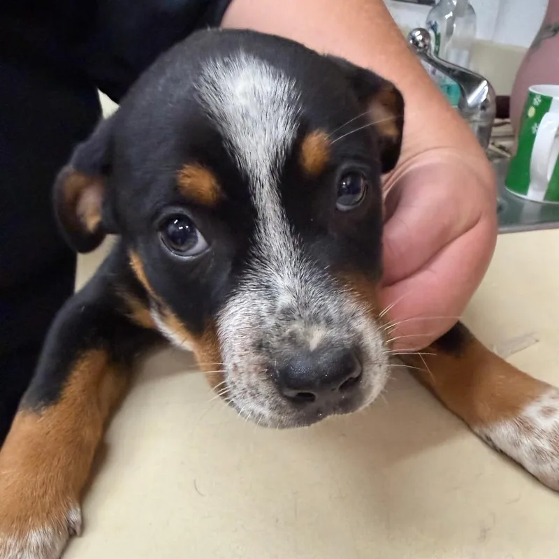 A baby small-sized male Black Australian Cattle Dog / Blue Heeler dog named Outlaw for adoption in Ardmore, OK