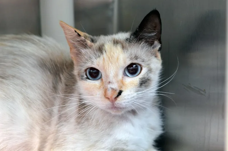 A young medium-sized female Flame Point Siamese cat named Helen for adoption in Sanford, FL
