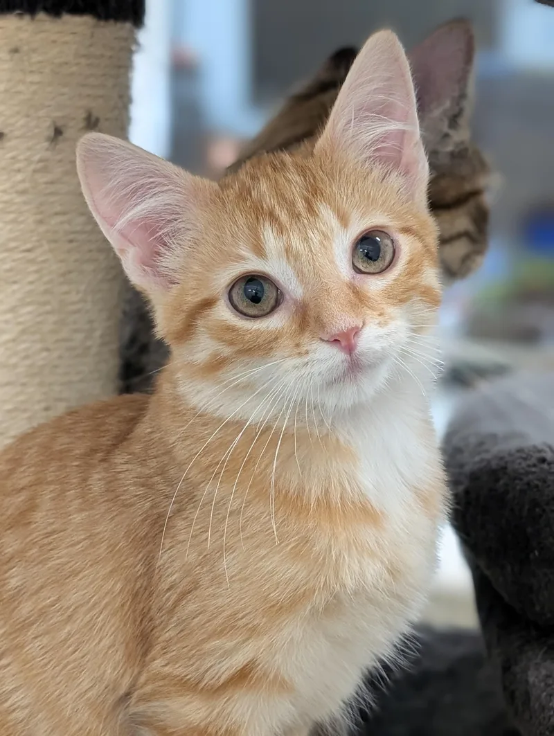 A baby medium-sized male Tabby (Orange / Red) Domestic Short Hair cat named Sunny for adoption in Tilton, IL