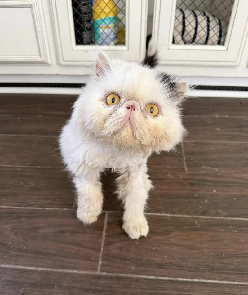 An adult medium-sized male White Persian cat named Moe for adoption in Kenosha, WI