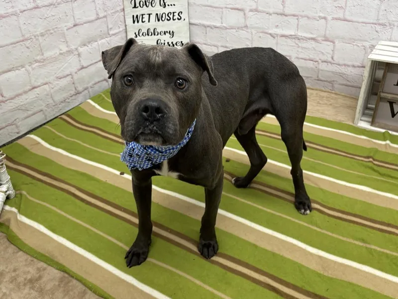 A young medium-sized male Mixed Breed dog named Cruise for adoption in Detroit, MI